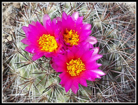 Hedghog Cactus On Umtanum Ridge