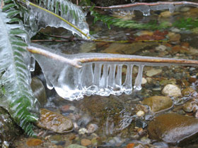 Icy Branch Along Coal Creek