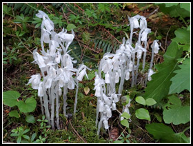 Indian Pipe On Tiger Mt.