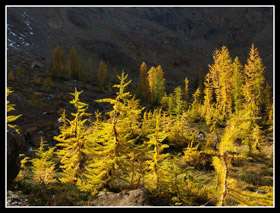 Golden Larch Trees In Headlight Basin