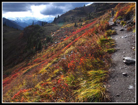Falls Colors Near Yellow Aster Butte