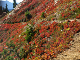 Fall Color On Mt. David