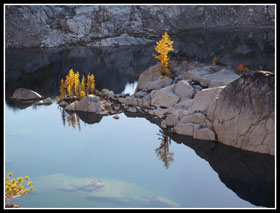 Larch Reflected In Crystal Lake