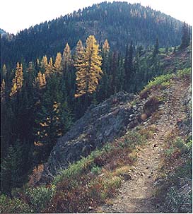 Miller Larch