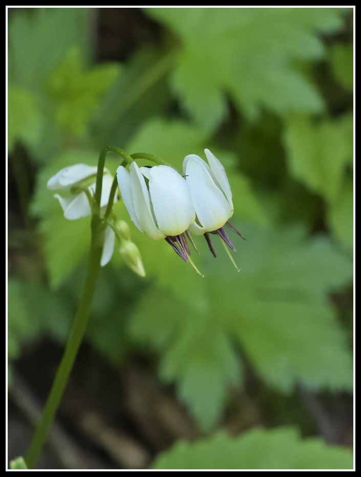066