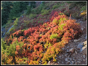 Fall Color Near Red Pass