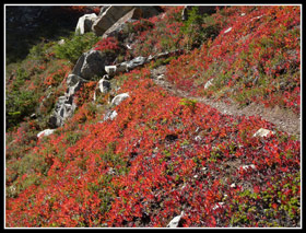 Bright Fall Color On Trail To Mt. David